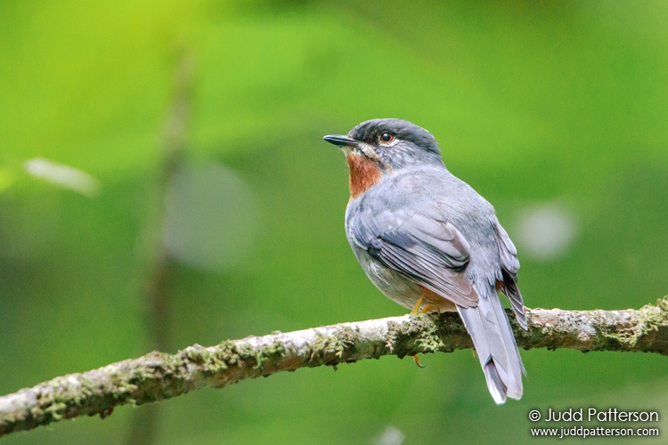 Rufous-throated Solitaire, Saint Lucia